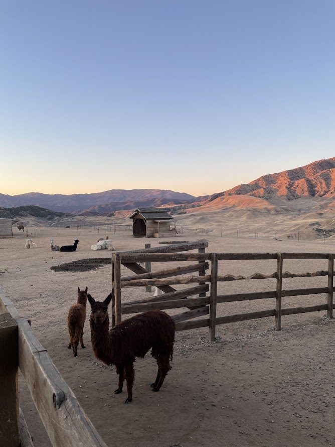 Alpaca and Lama Farm Airbnb stay