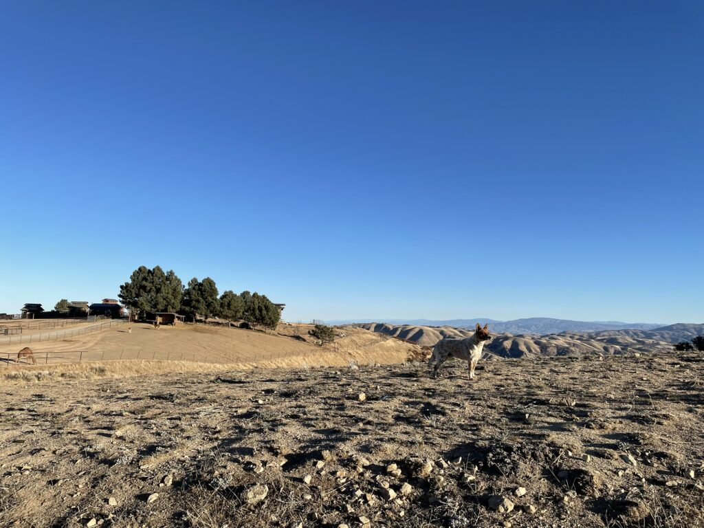 Alpaca ranch dog protecting the ranch
