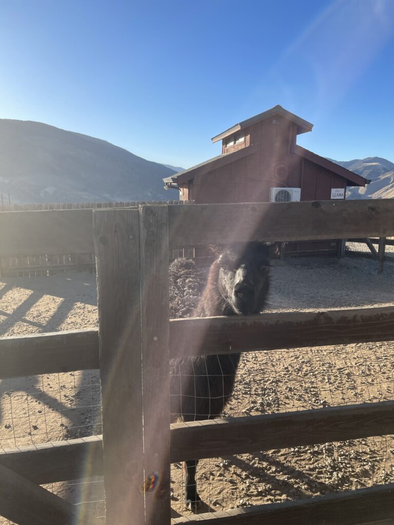 Alpaca farm unique Airbnb stay