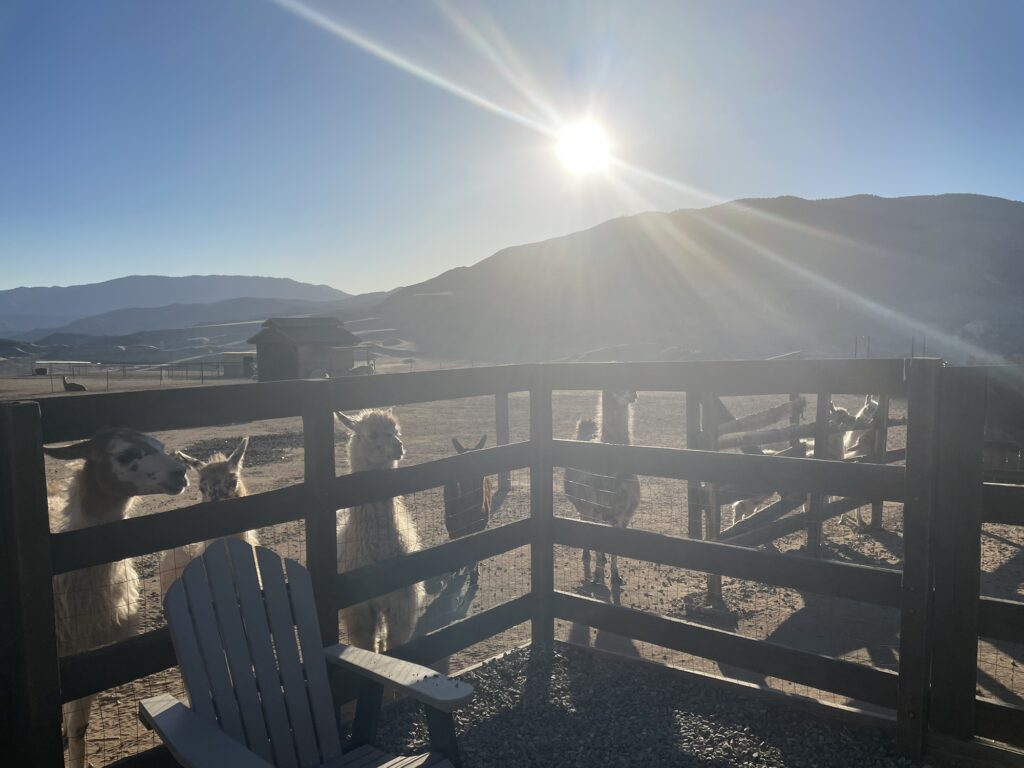 Alpaca party at the Airbnb
