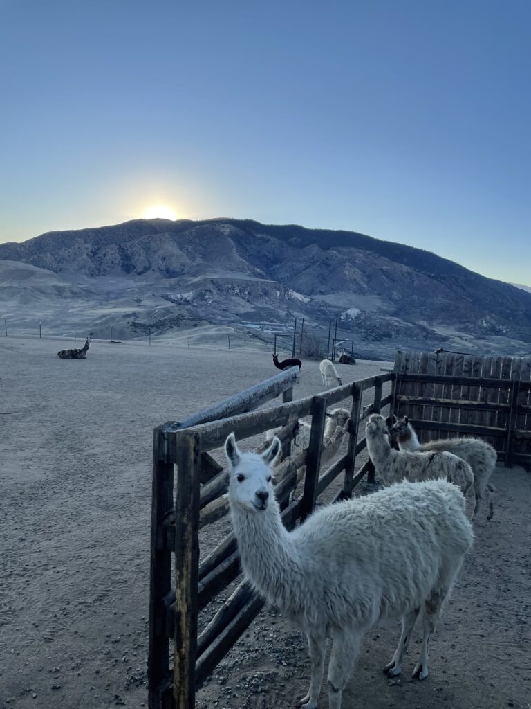 Alpaca farm for unique Airbnb stay