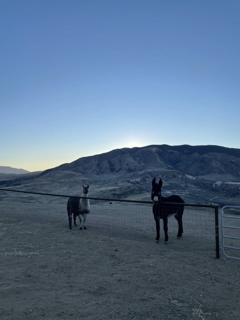 Donkey and alpaca at sunset