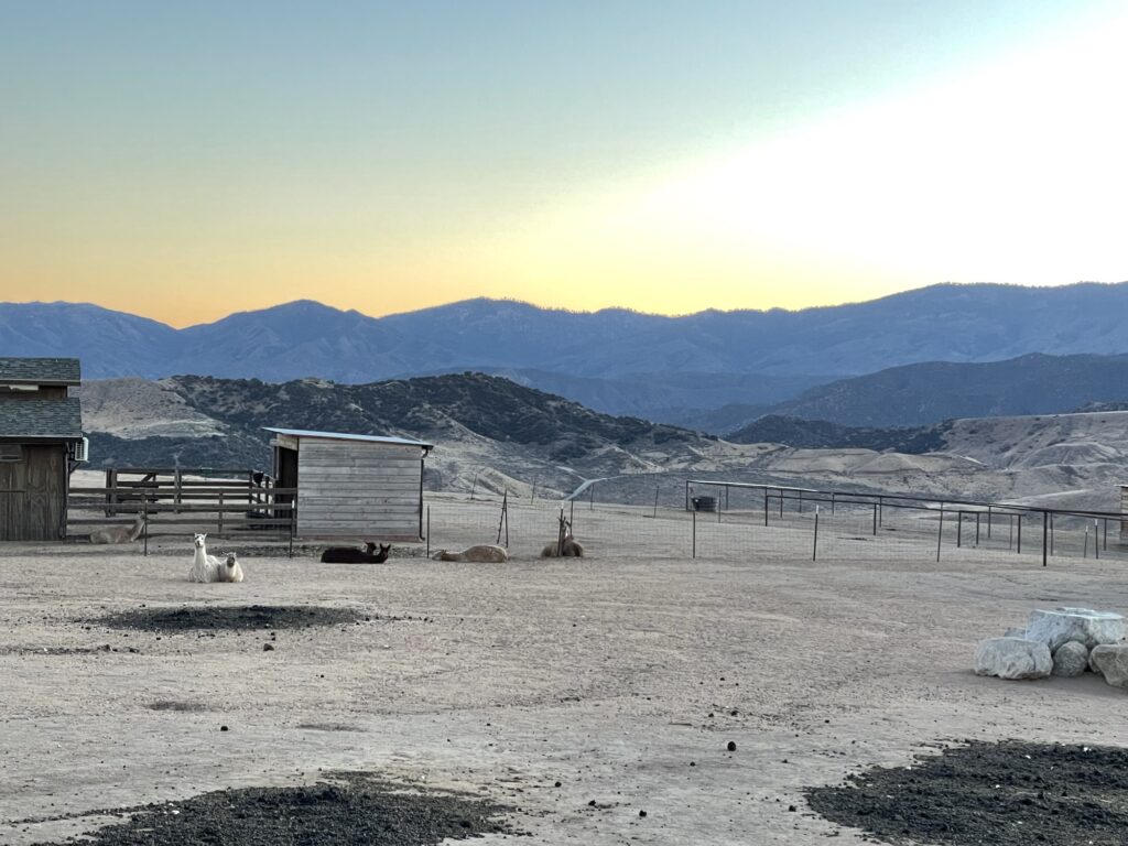 Alpaca farm sunset