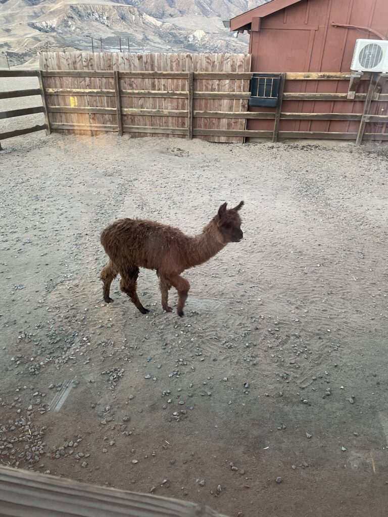 Alpaca baby