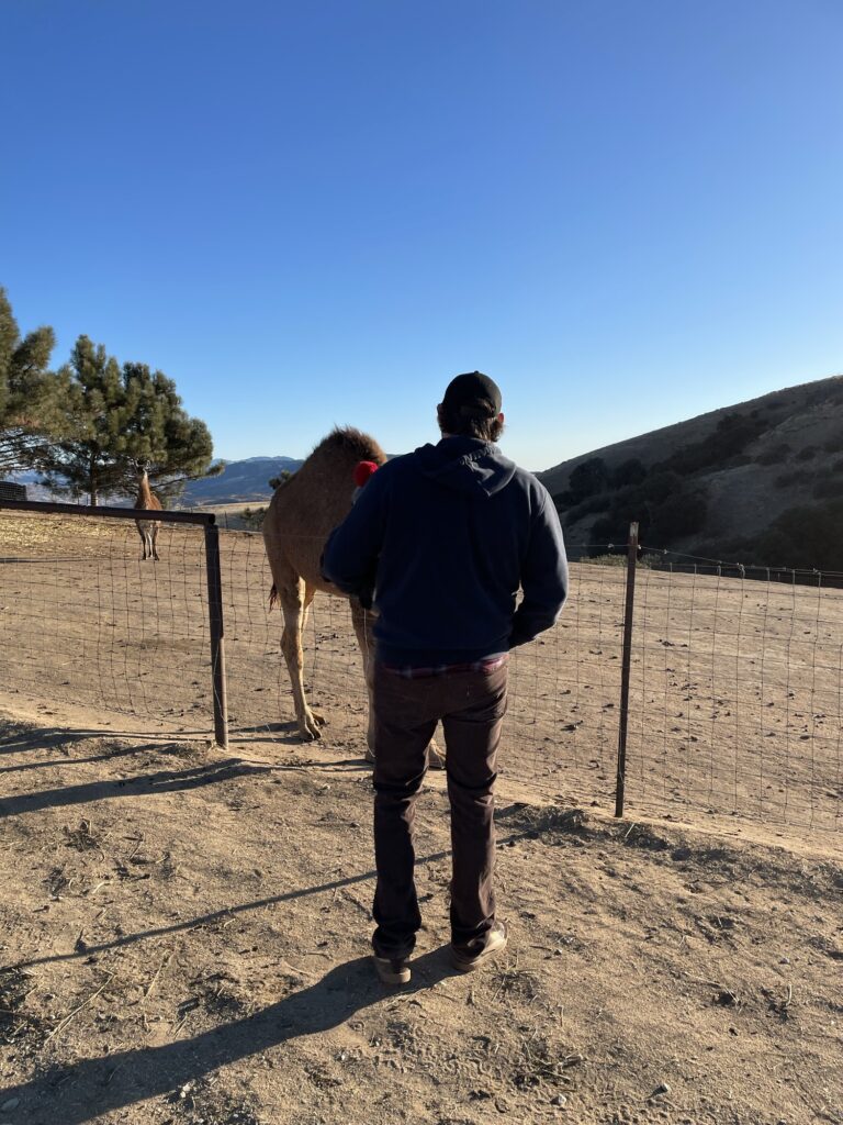 Camels at the alpaca farm