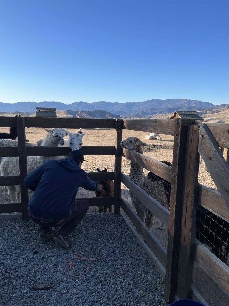 Feeding alpacas on farm and ranch