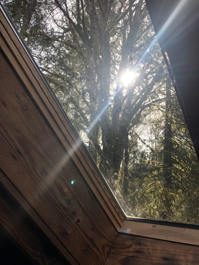 Sky light with sun coming through the trees of British Columbian forest 